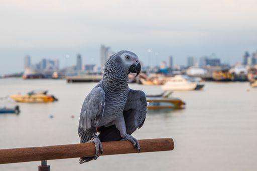 An African gray parrot perched on the railing of a pier at the port
