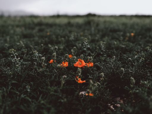 A closeup of poppy flowers in a green field