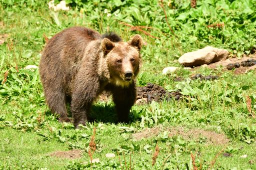 A closeup of a brown bear walks across a vibrant meadow