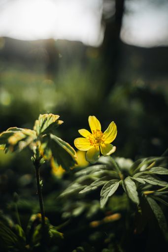A closeup shot of beautiful yellow buttercup flowers on a blurred background