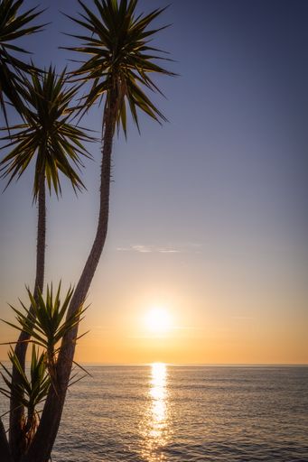 A scenic view of tropical trees on the beach against the sea at golden sunset