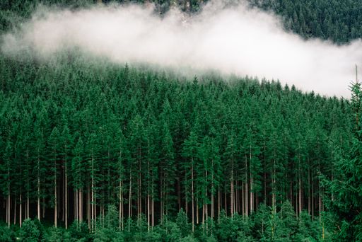Green dense forest with tall pine trees and fog on it