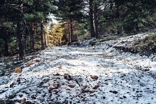 A dense forest with tall trees in the winter