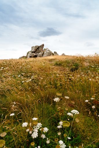 A vertical shot of a vast meadow with field flowers during daytime