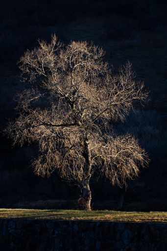 A vertical of an illuminated tree in a green field at night in Wallis, Switzerland