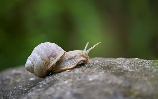 A closeup shot of a small snail on the stone