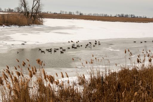 A closeup shot of a river covered by snow and ice with dried yellow grass on the banks