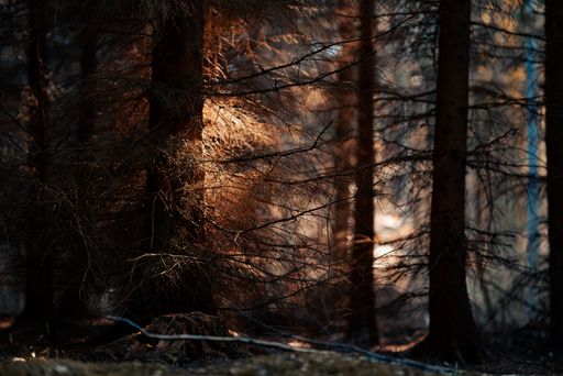 A dark eerie forest with sunlight hitting leaves - mystical forest background