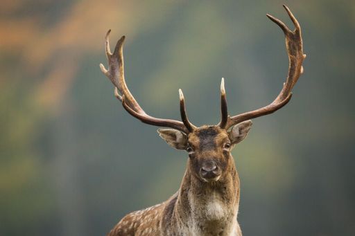 A majestic deer is standing in a lush meadow with long, curved antlers silhouetted against a backdrop of leafy trees