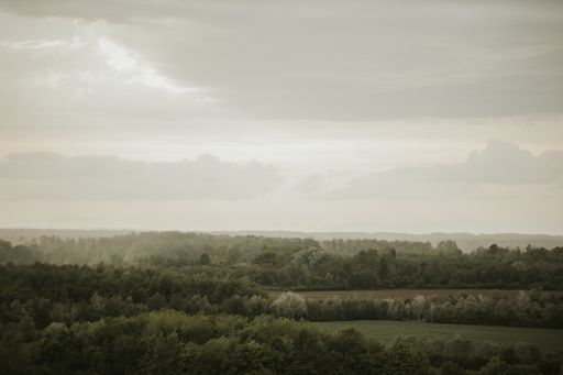 A beautiful shot of a foggy field filled with trees, and grey clouds in the sky.