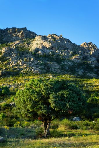 A vertical shot of the alone standing tree in the field in the background full of rocks during a sunny day.