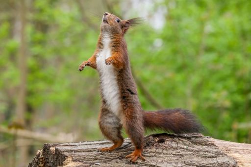 A selective focus shot of a brown squirrel standing on its hind legs