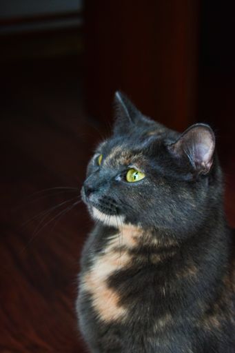 A closeup of a black cat on the floor
