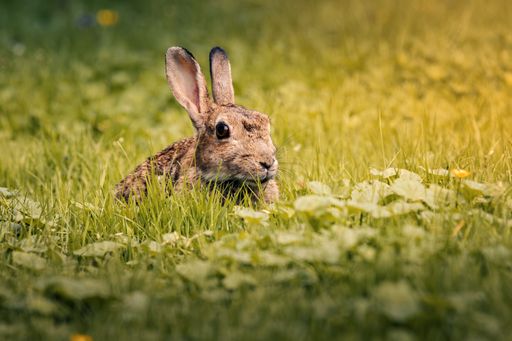 A brown-furred rabbit sits contentedly in a field of lush green grass.