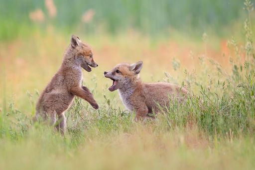 A pair of baby foxes playing in the lush grass of a field