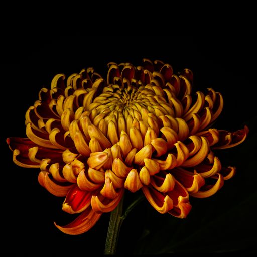 Close-up shot of a single Chrysanthemum flower in full bloom against a black background