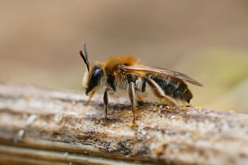 A macro shot of a female mellow miner sitting on a dried-out stem
