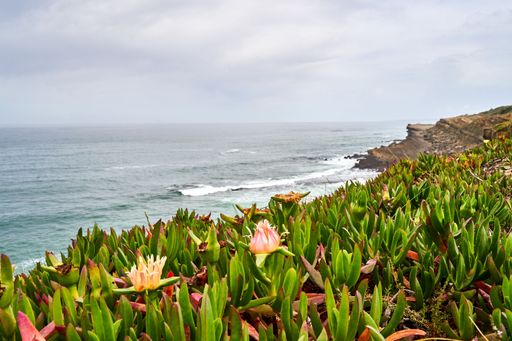 A scenic view of lush green foliage growing on a rocky shoreline next to the vast ocean