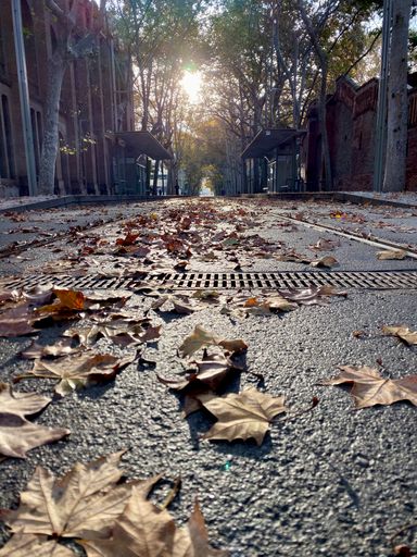 A vertical closeup shot of yellow leaves fallen on the street in autumn
