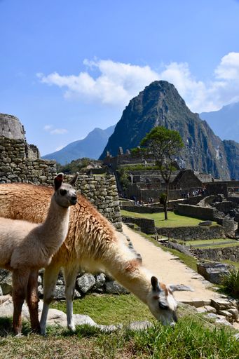 A vertical closeup shot of two alpacas at the Machu Picchu Aguas in Peru