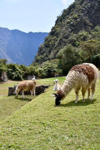 A vertical shot of alpacas grazing in the green hills