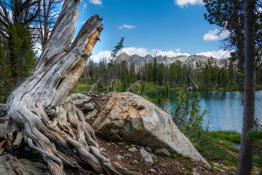A scenic natural landscape featuring a large tree, several large rocks, and a tranquil lake surrounded by lush trees in a dense forest