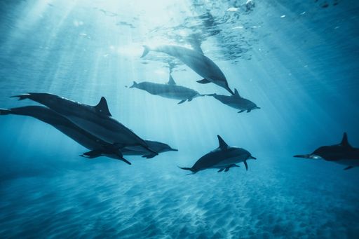 This stunning photo captures a group of dolphins swimming in the ocean on a sunny day, viewed from an overhead perspective