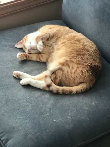 A vertical picture of a ginger cat sleeping on a grey couch under the lights