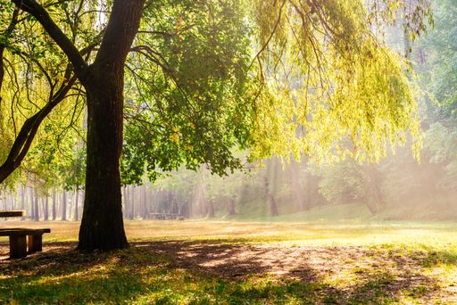 A park covered in leaves and trees surrounded by benches under the sunlight