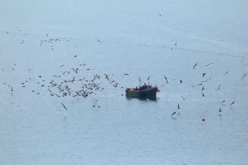 The gull colony flying over sea close to the fishing boat