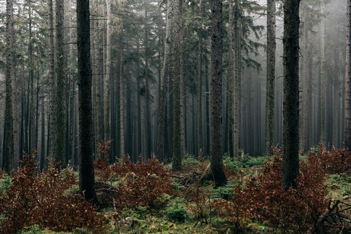 A landscape of a forest on a foggy gloomy day - perfect for wallpapers and backgrounds