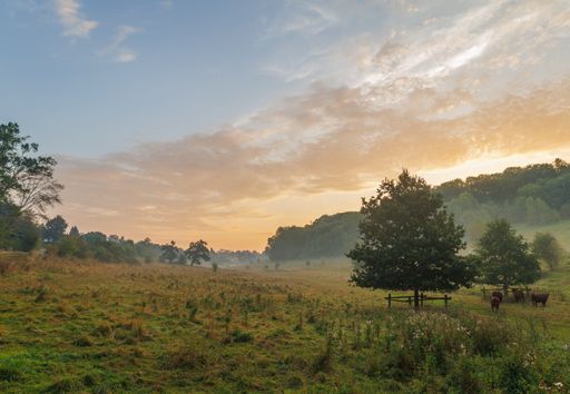 A picturesque sunset backdrop frames two bovines peacefully grazing in a lush green meadow