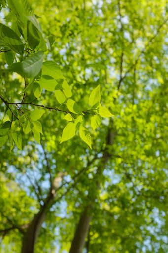 A selective focus shot of a branch of a test in the forest