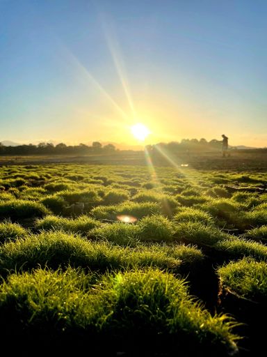 A picturesque view of a lush green field of grass illuminated by the sun's golden rays, with a skyline of distant buildings in the background