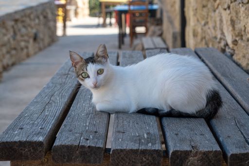 A black and white domestic cat perched atop a rustic wooden bench in an outdoor setting