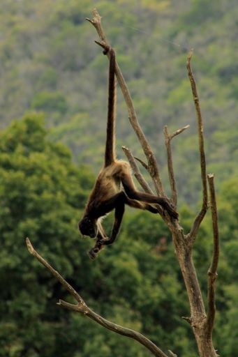 A playful primate hangs from a lush green tree in a remote, natural setting