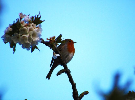 A low angle of a Zaryanka bird perched on a tree branch in a forest against a clear blue sky