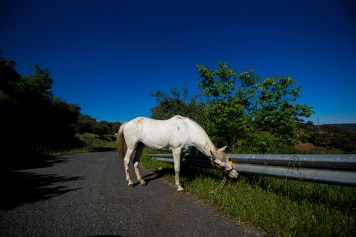 A white horse standing on an empty road eating grass wit a blue sky on the background