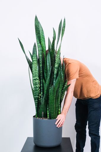 A vertical shot of a person holding a potted Dracaena trifasciata against a white background