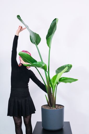 Woman with pink hair standing next to a big Strelitzia nicolai in an antrazite pot.