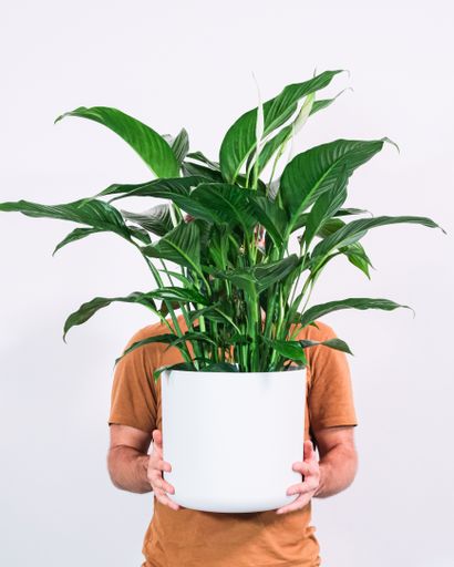 A vertical shot of a person holding potted spathiphyllum wallisii against a white background