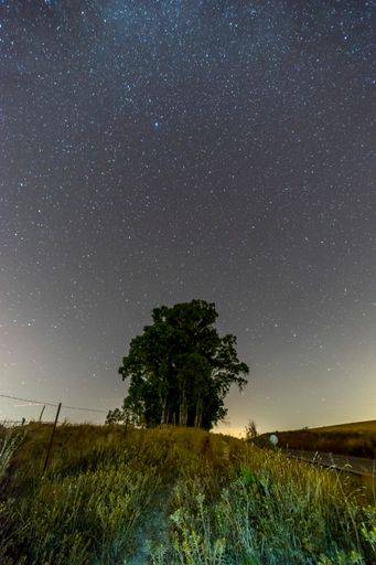 A low angle vertical shot of greenery and trees under a starry blue sky