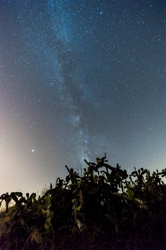 A low angle vertical shot of greenery under a blue starry sky