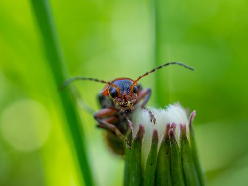 A macro shot of a cantharis rustica on a flower bud