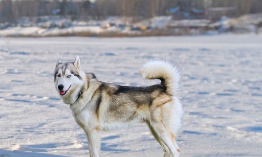 A closeup of a beautiful husky dog in the snow