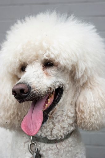 A vertical closeup shot of the head of a cute white poodle sticking out its tongue