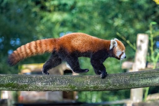A closeup of a red panda (Ailurus fulgens) walking on a branch