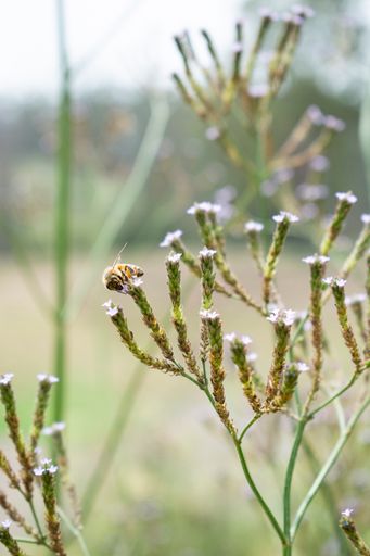 A vertical selective focus shot of a bee on sweet grass branch a with blurred background