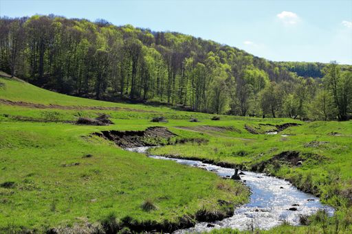 A creek in a green field