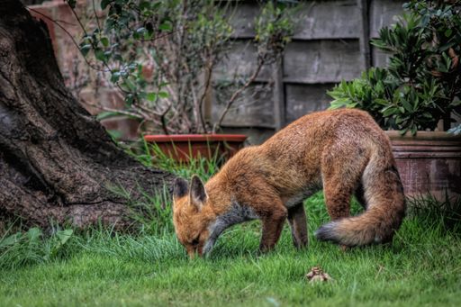 An adorable fox calmly walking through a lush green grassy backyard area